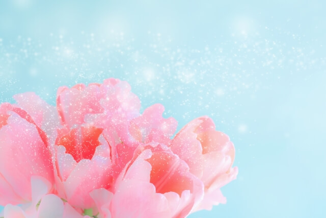 花の香のイメージのピンクのチューリップ