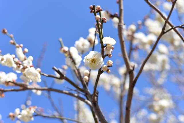 青空を背景に咲く白梅