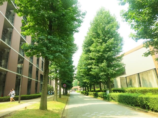 大学キャンパスで校舎を挟む学問の道に聳え立つ緑の木々