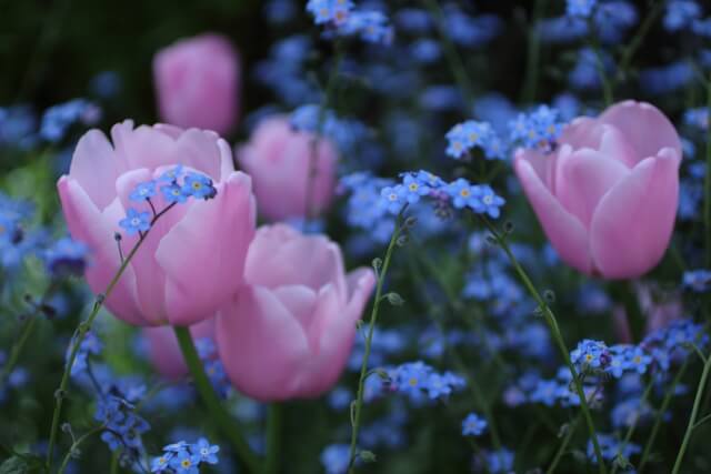 ピンクのチューリップ３本とその周囲に咲き乱れる忘れな草