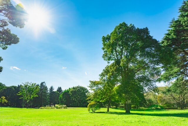 青空に眩しく輝く太陽，緑の大地に生い茂る木々