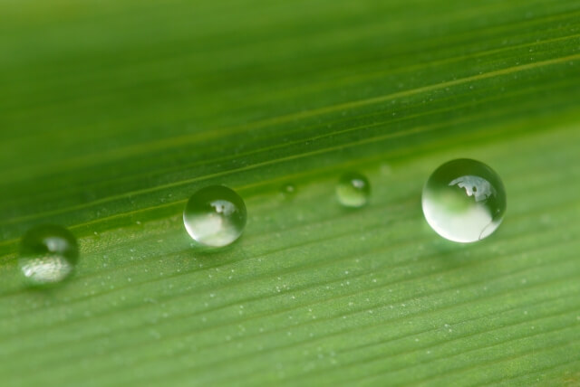 緑の葉に宿る大小のまん丸い水滴たち
